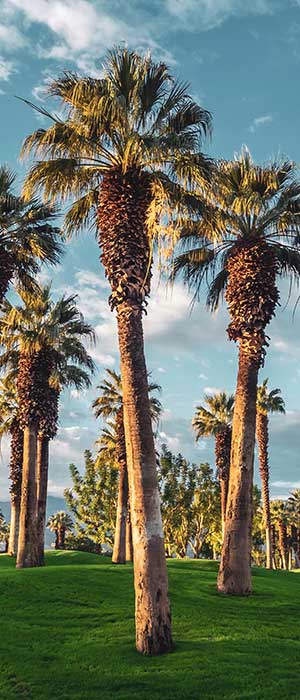 Palm trees in a grassy park with mountains behind.