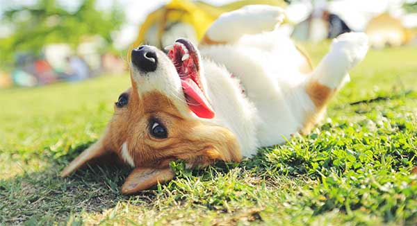 Corgie dog on it's back in the grass with tongue out.