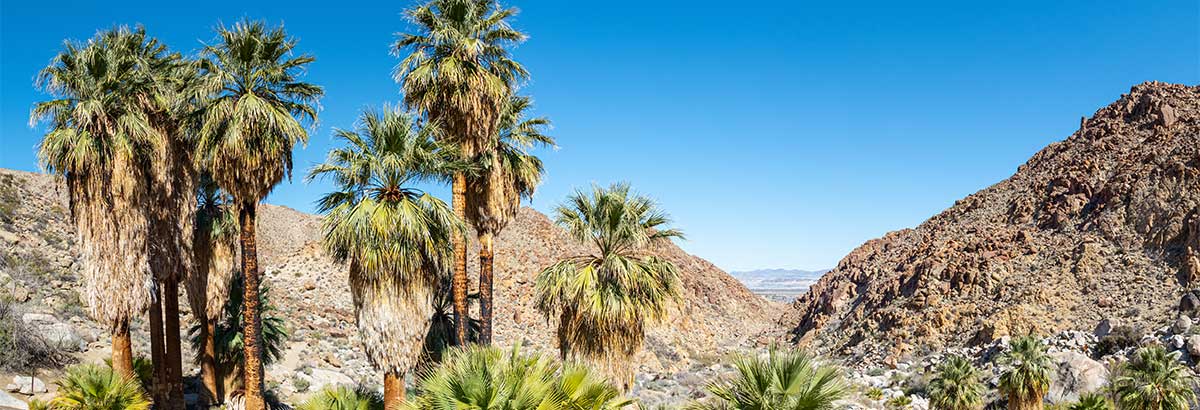 Indian springs palm trees and rocks.