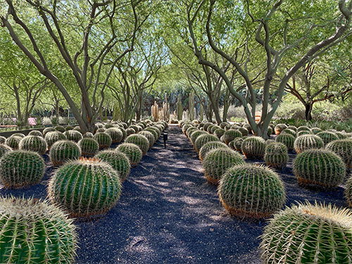 garden of barrel cacti.