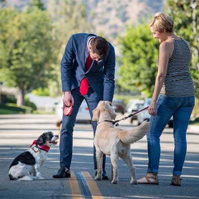 2 dogs greeting in the street on a walk.