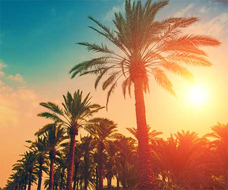 street lined with palms and sunshine coming through the leaves.
